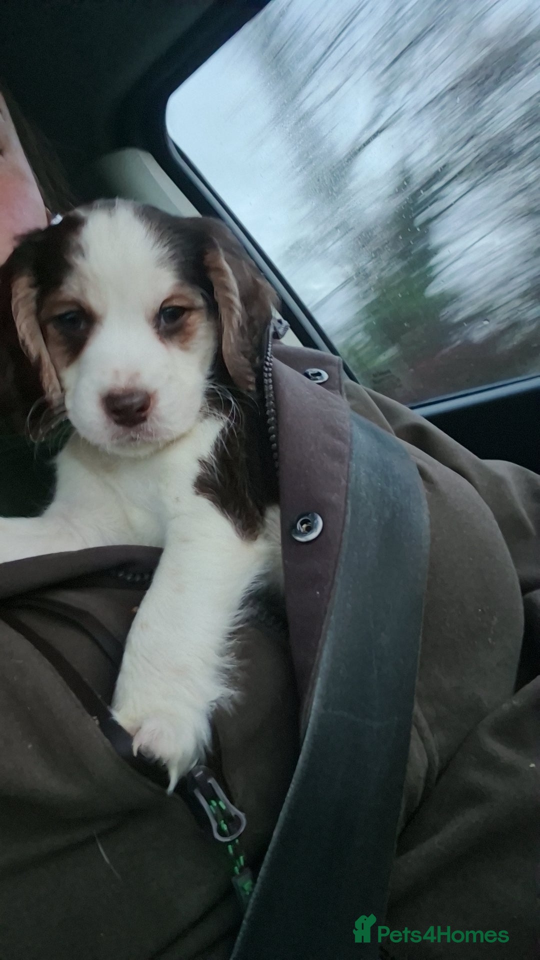 Cocker Spaniel dogs for sale: Male cocker spaniel  - Advert 4