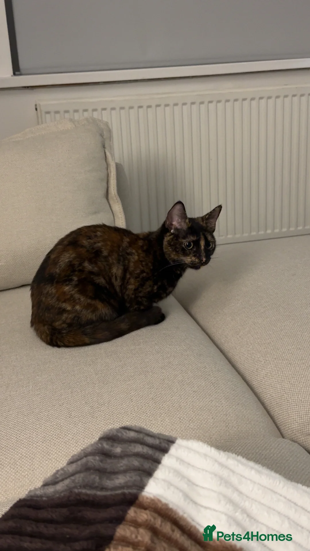 Mixed Breed cats for sale: Biscuit! in Warrington - Advert 2