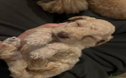 Mixed Breed dogs for sale: Cockapoochon Puppies.  - Image 14