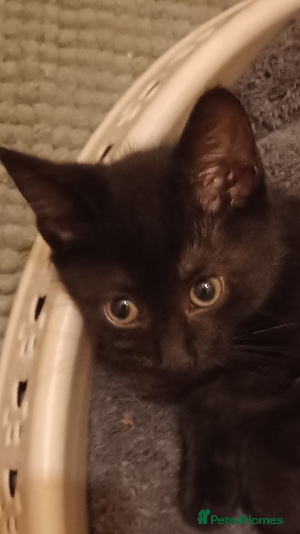 Mixed Breed cats 2boys & 2girls  - Advert 1