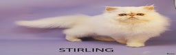 Persian cats for sale: Stunning GCCF Registered Male Persian Kitten - Advert 6