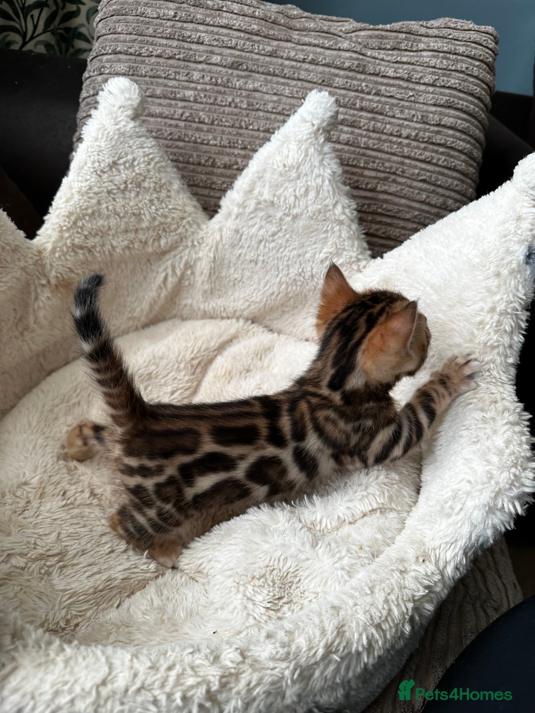 Bengal cats for sale: TICA registered bengal kittens available! - Advert 23