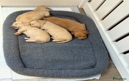 Dachshund dogs for sale: Cream Longhaired Miniature Dachshund Boys  - Image 4