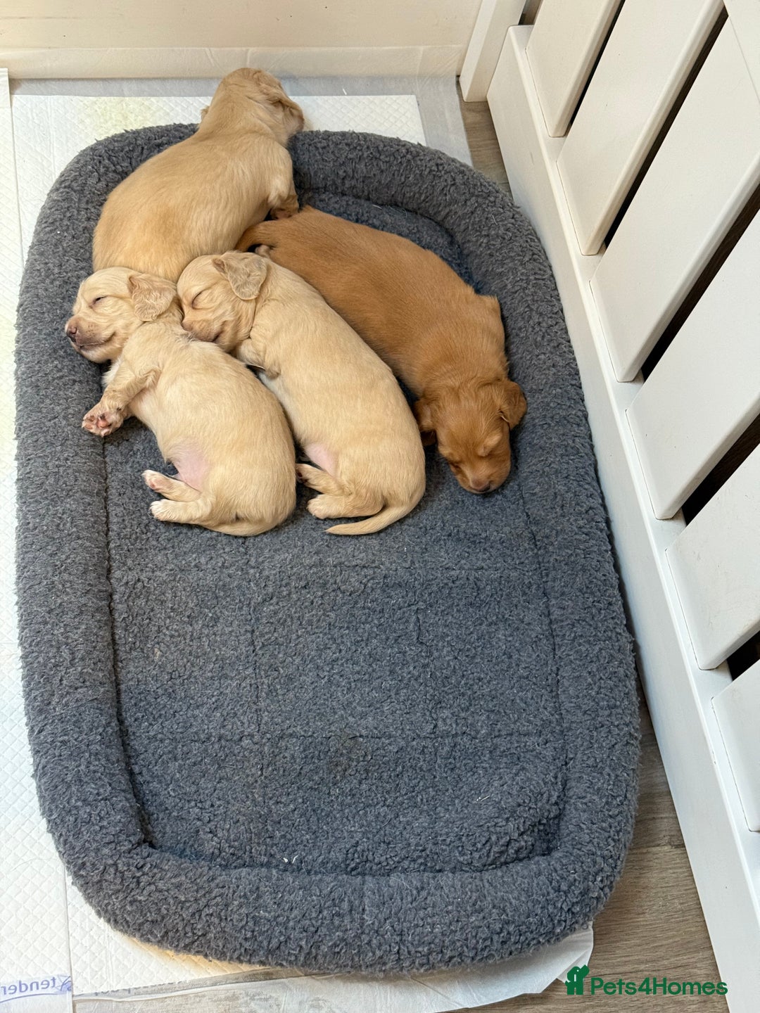 Dachshund dogs for sale: Cream Longhaired Miniature Dachshund Boys  - Image 4