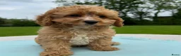 Cavapoo dogs for sale: Healthy comical characters- delightful puppies - Advert 18