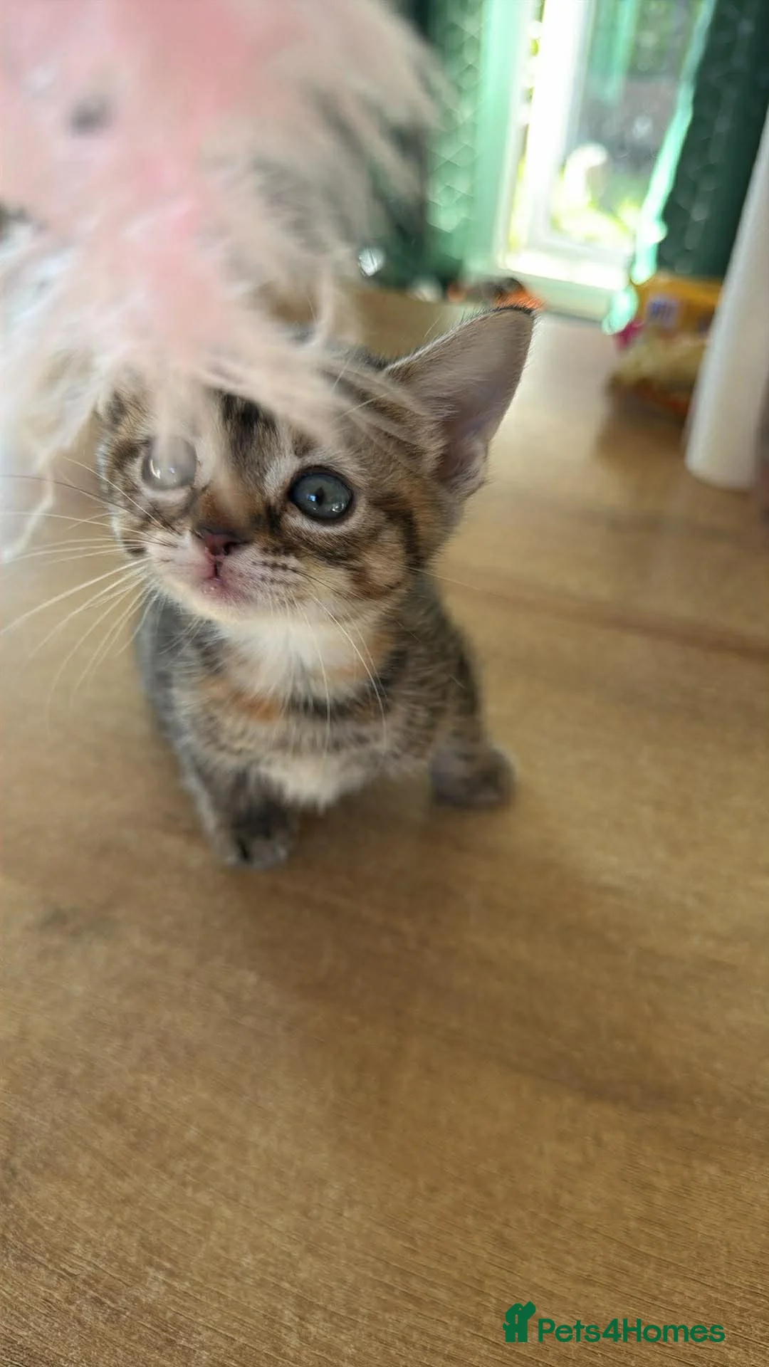 Bengal cats for sale: 4 Bengal Kittens Available – Playful & Friendly - Advert 4