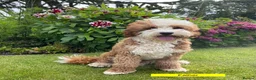 Australian Labradoodle dogs for sale: Australian Labradoodle Puppies for sale - Advert 3