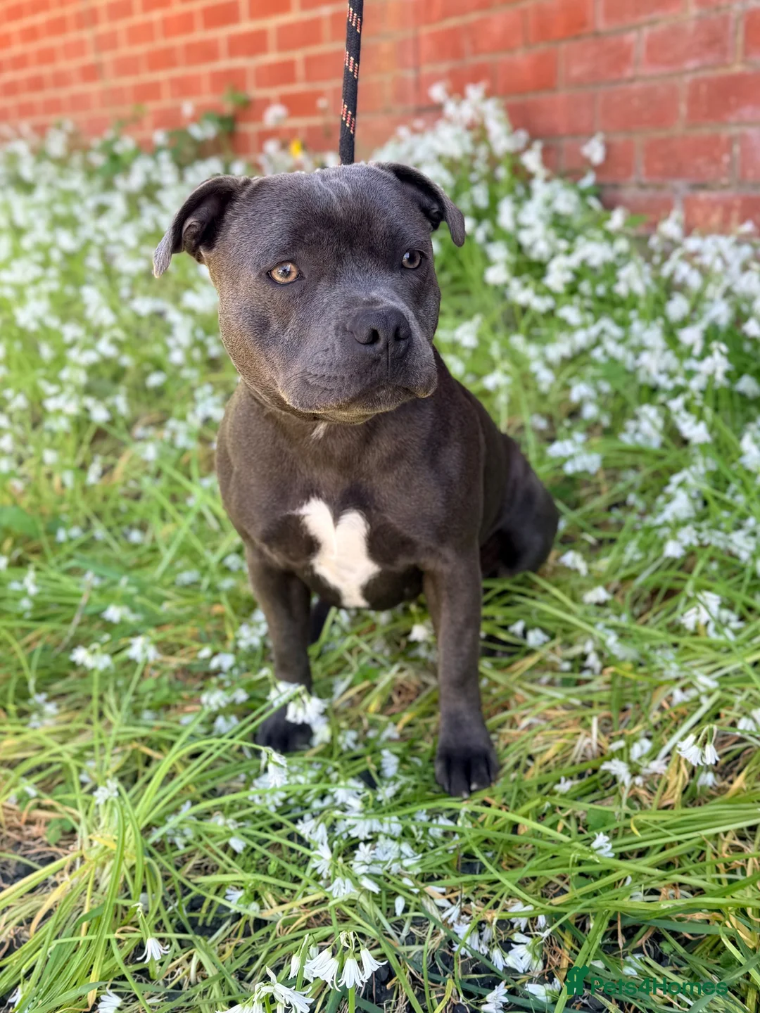 Staffordshire Bull Terrier dogs for sale: 🐾 GUARDIAN HOME NEEDED – 18-MONTH-OLD STAFFIE 🐾 - Advert 4