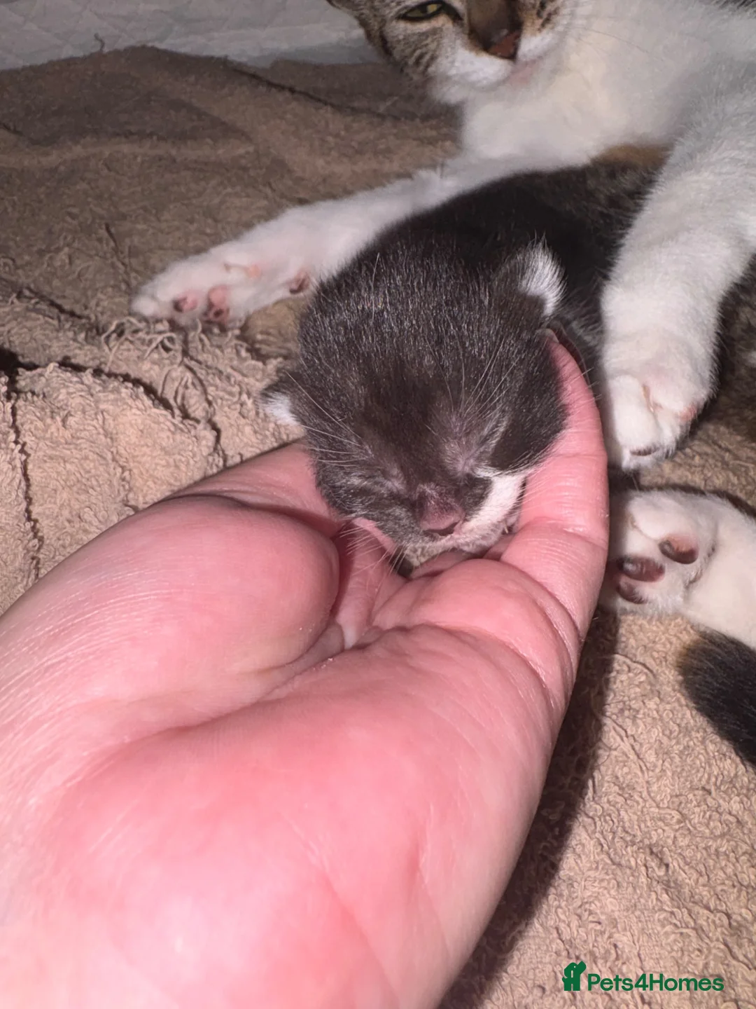 Mixed Breed cats for sale: 3 beautiful babies (mixed breed)  - Advert 2