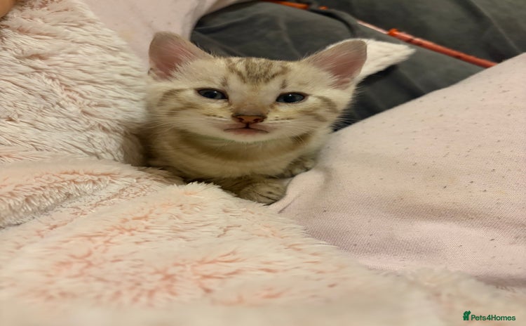 Bengal cats Pure Bengal Kittens Available  - Advert 14