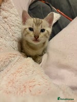 Bengal cats Pure Bengal Kittens Available - Advert 2