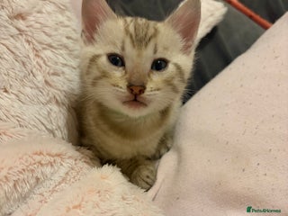 Bengal cats Pure Bengal Kittens Available - Advert 2