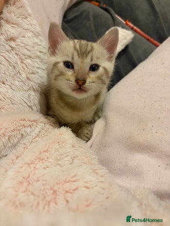 Bengal cats Pure Bengal Kittens Available - Advert 1