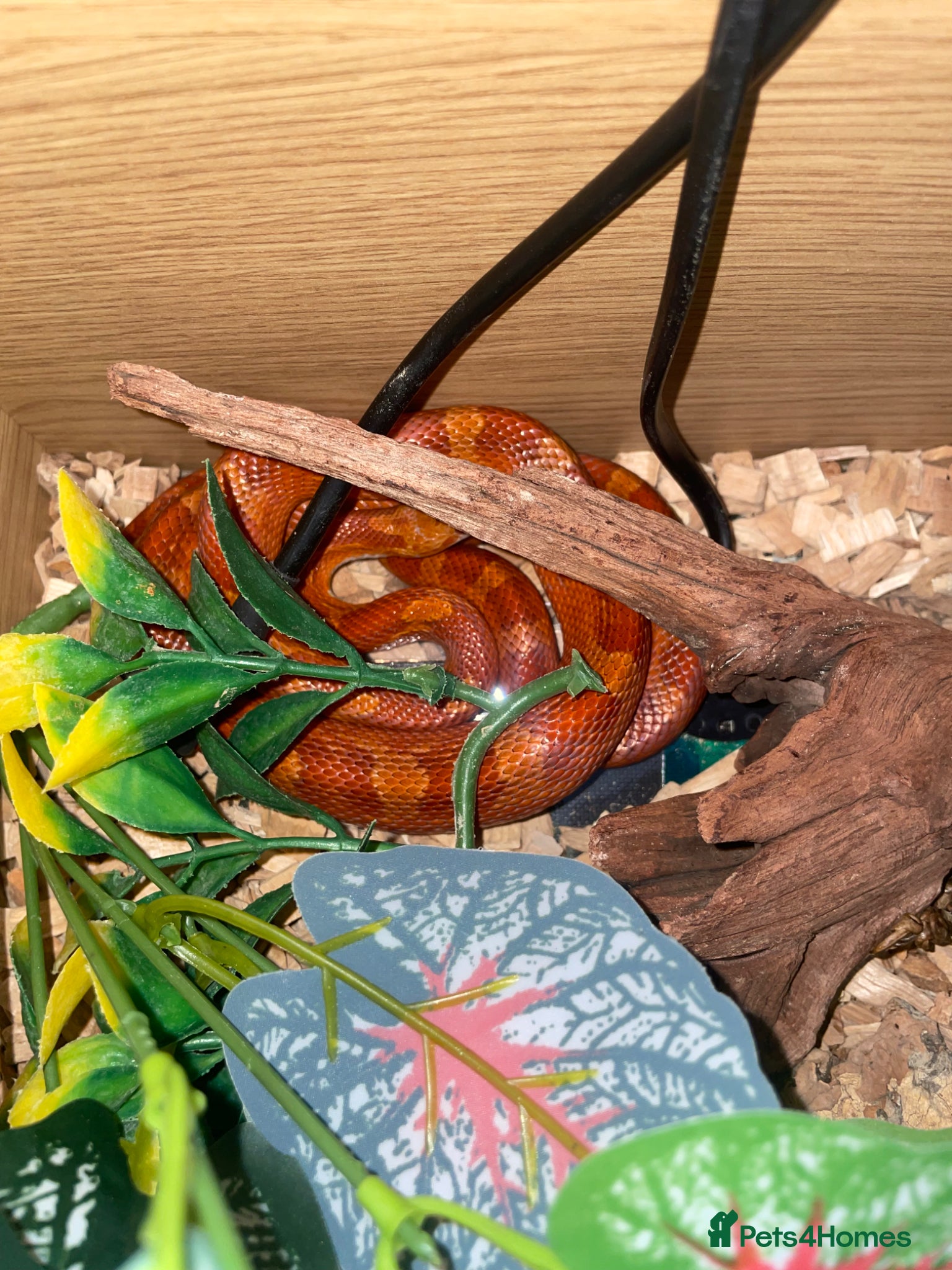 Corn Snake reptiles Red corn sake  - Advert 4