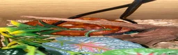 Corn Snake reptiles for sale: Red corn sake  in London - Advert 1