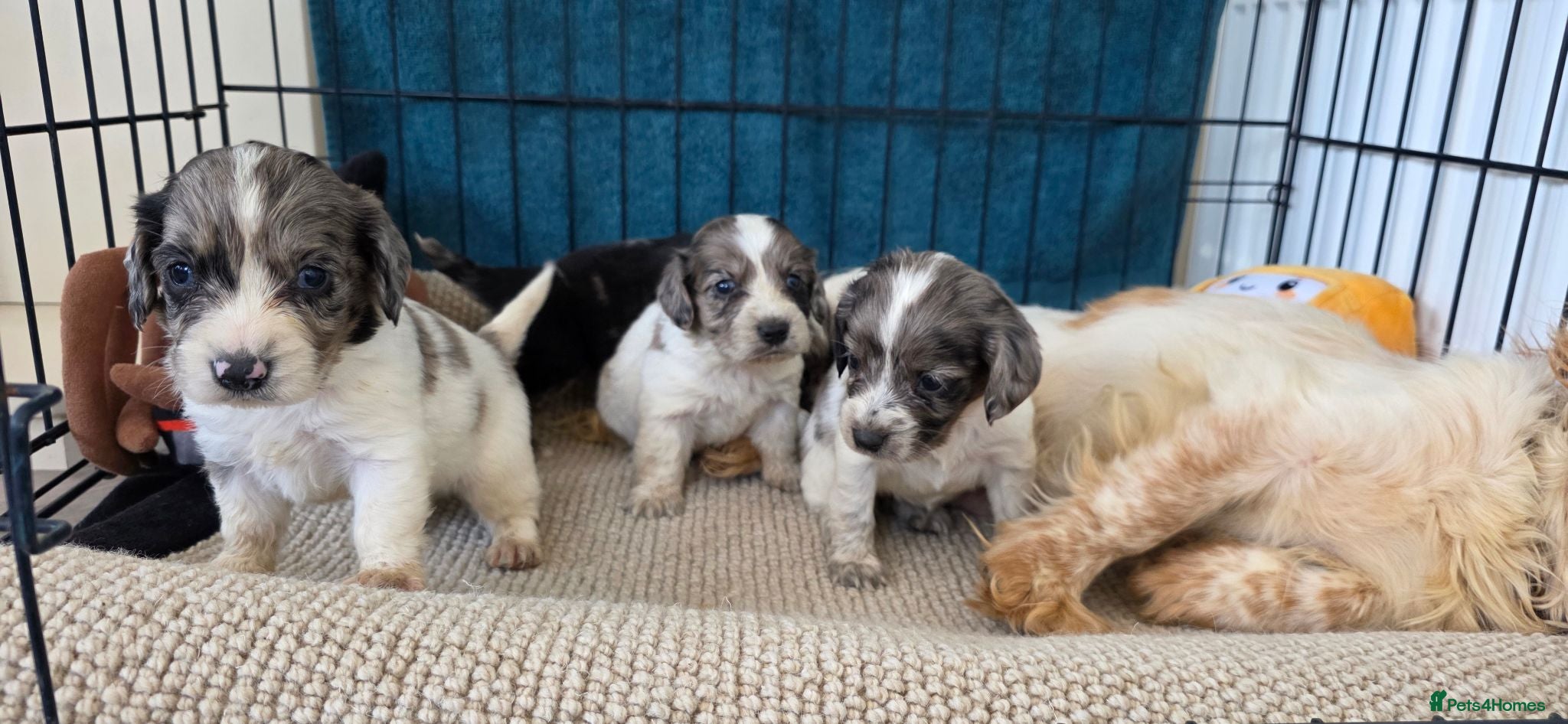 Cocker Spaniel dogs Working cocker spaniel onlt 2 left - Advert 5