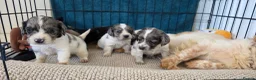 Cocker Spaniel dogs for sale: Working cocker spaniel onlt 2 left - Advert 11