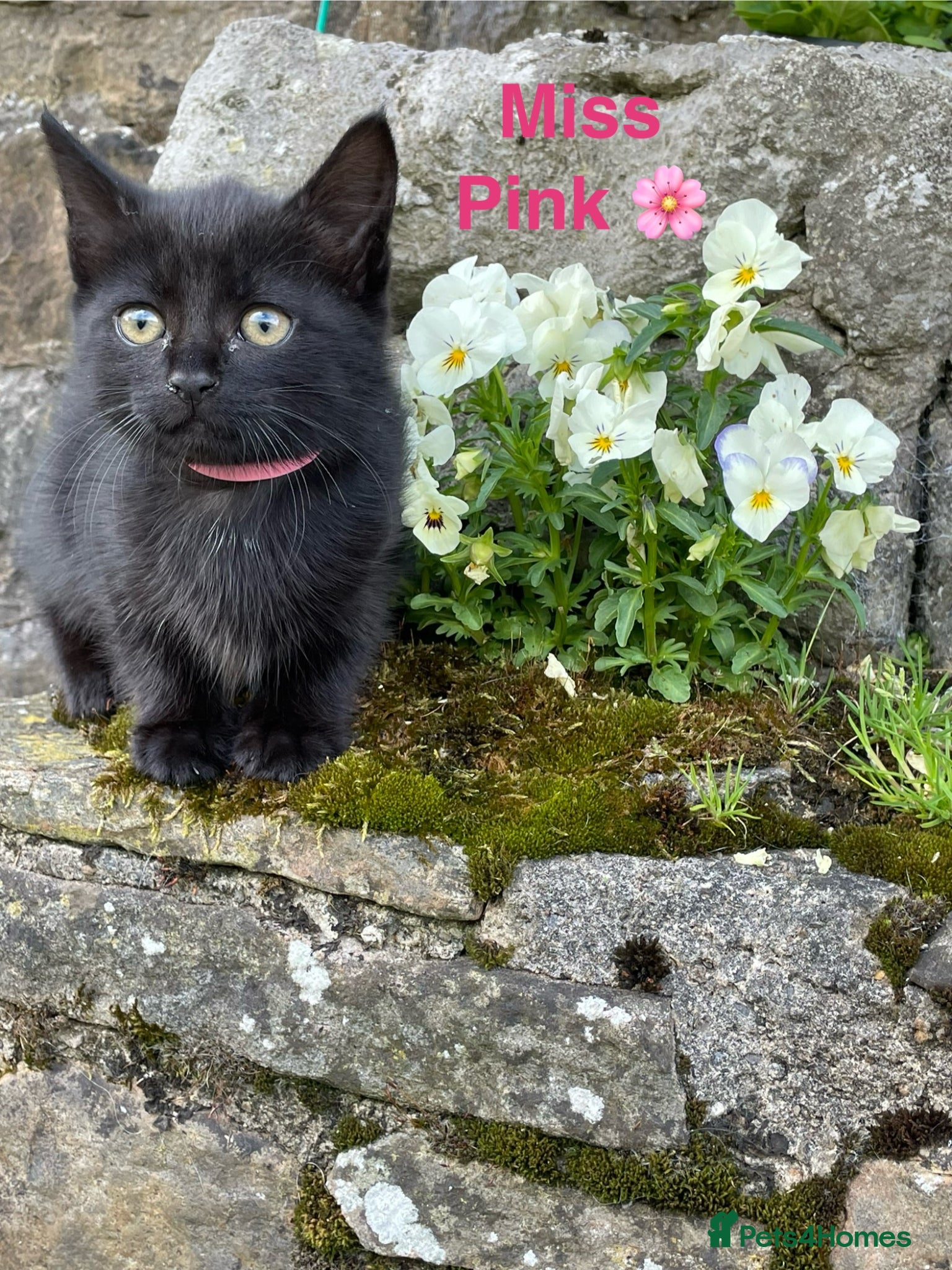 Domestic Shorthair cats ⭐️READY NOW!⭐️1 female kitten left!! 🌸Miss Pink🌸 - Advert 11
