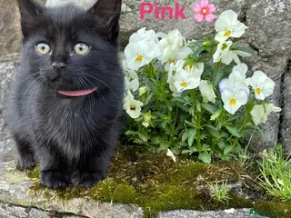 Domestic Shorthair cats ⭐️READY NOW!⭐️1 female kitten left!! 🌸Miss Pink🌸 - Advert 11