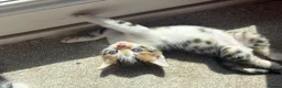 Bengal cats for sale: Beautiful Bengal mixed kitten🐆ready now!  - Advert 12