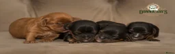 Cavalier King Charles Spaniel dogs for sale: Donna Jays Petite Cavaliers 🌟🌟🌟🌟🌟 - Advert 2