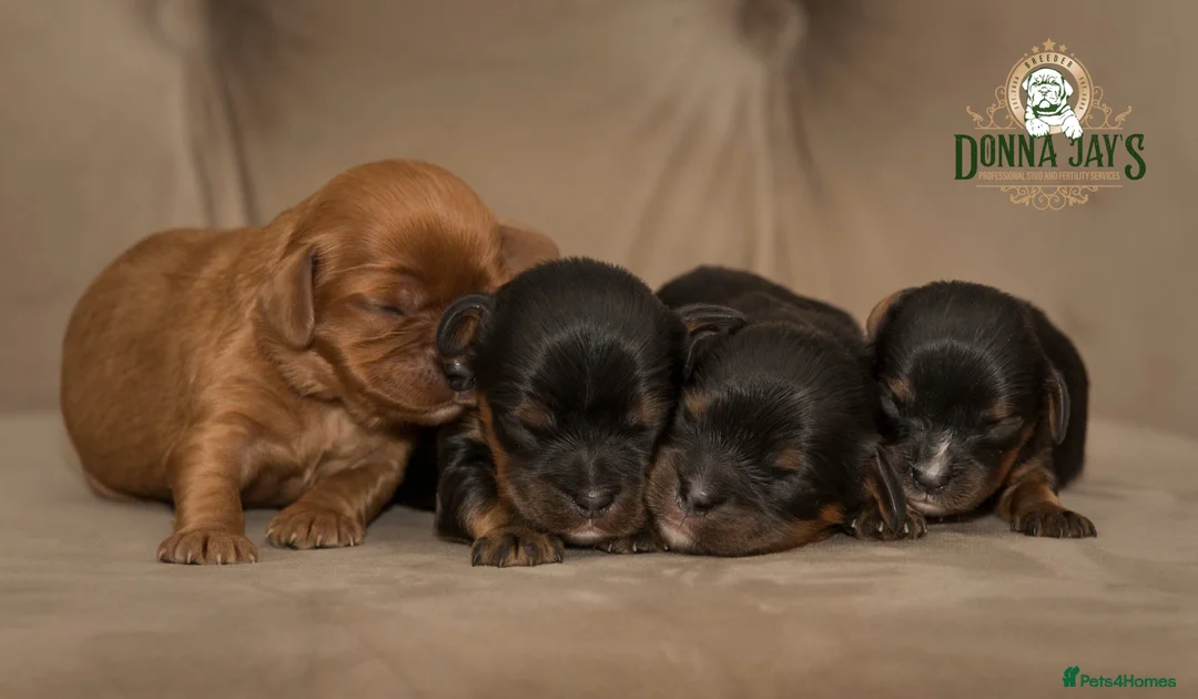 Cavalier King Charles Spaniel dogs for sale: Donna Jays Petite Cavaliers 🌟🌟🌟🌟🌟 - Advert 2