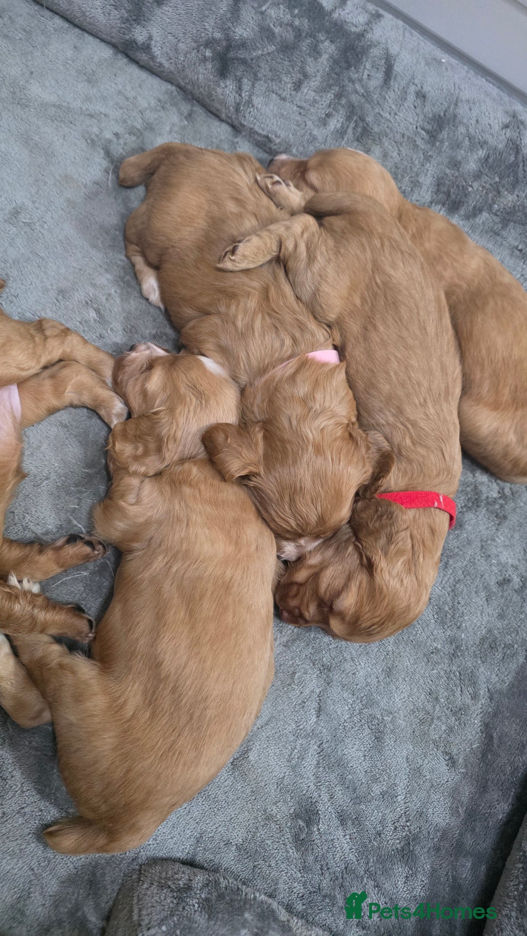 Cocker Spaniel dogs for sale: Working Cocker spaniel puppies - Advert 9