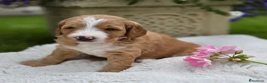Chewbacca