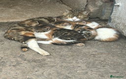 Mixed Breed cats for sale: Beautiful kittens for sale - Image 6