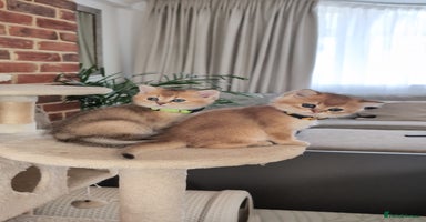 Scottish Fold cats - Advert 8