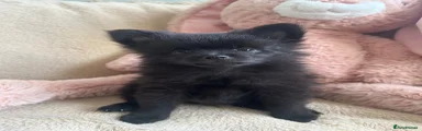 Pomeranian 3