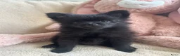 Pomeranian dogs for sale: Pomeranian  - Advert 16