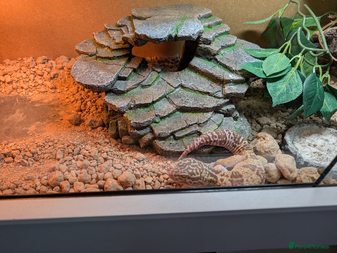 Leopard Gecko reptiles for sale: Leapord geko - Advert 2