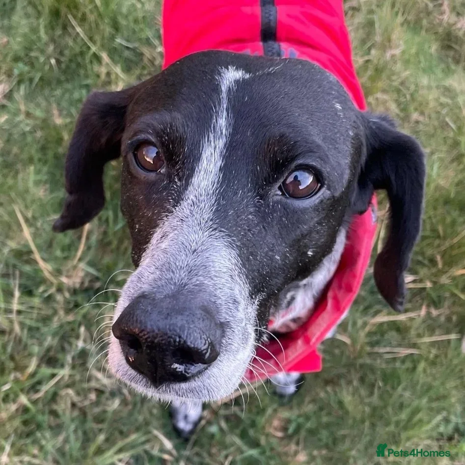 Mixed Breed dogs Pepper (German Pointer mix) - Advert 1