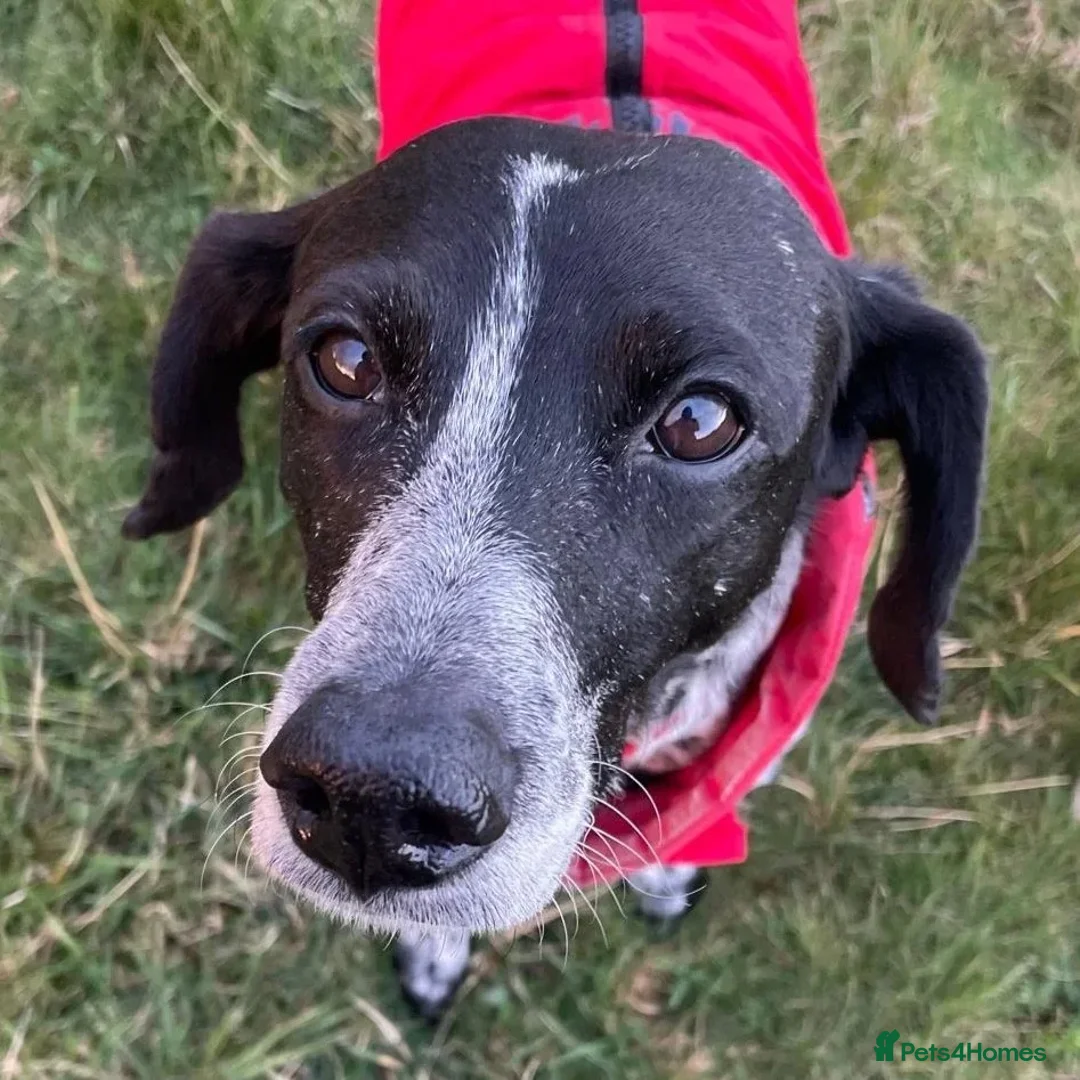 Mixed Breed dogs for adoption: Pepper (German Pointer mix) in Waltham Cross - Advert 1