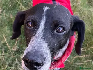 Mixed Breed dogs Pepper (German Pointer mix) - Advert 1