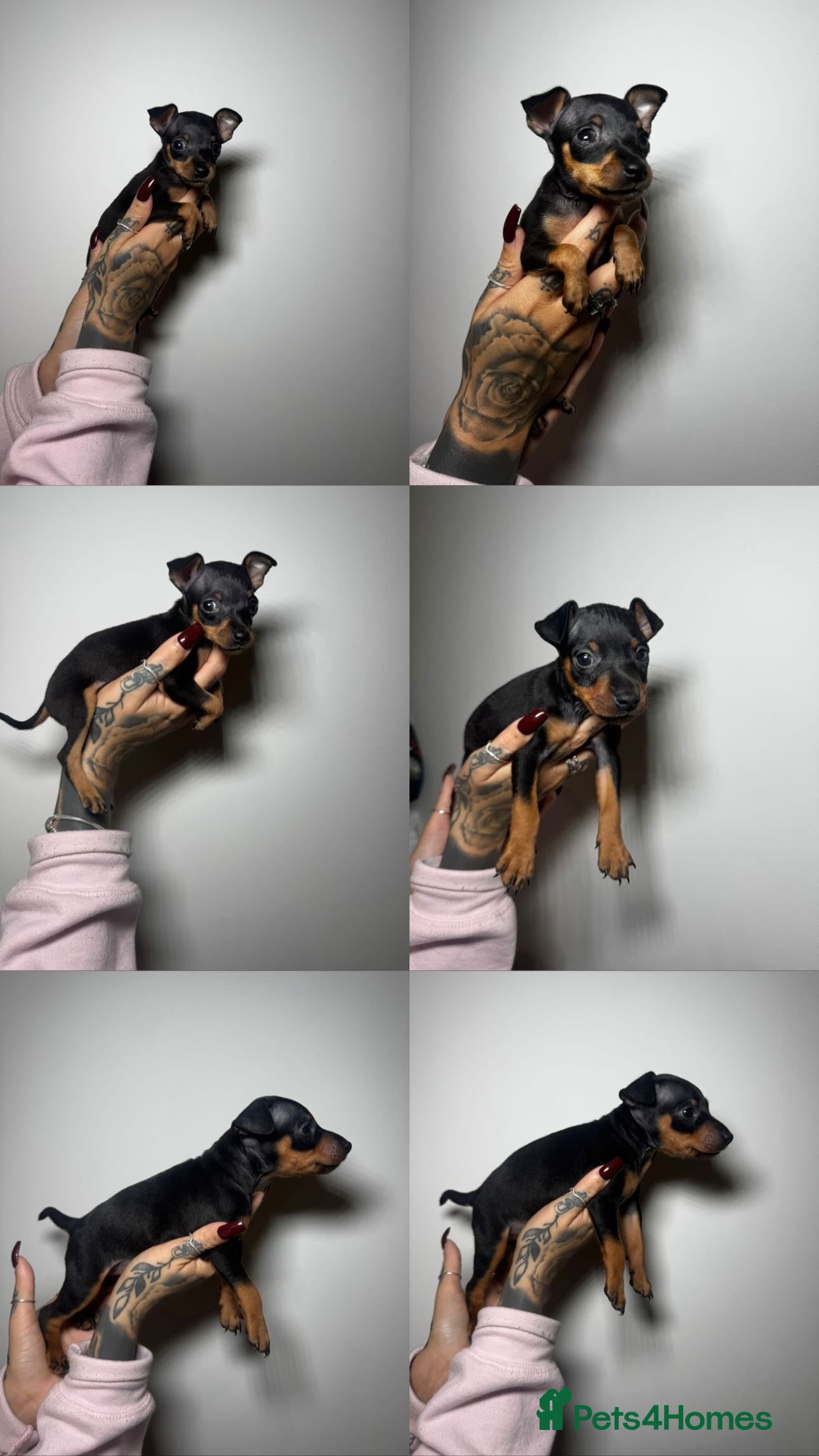 Miniature Pinscher dogs 🐾 Adorable Pocket Pincher Puppies 🐾 - Advert 1