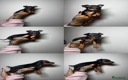 Miniature Pinscher dogs for sale: 🐾 Adorable Pocket Pincher Puppies 🐾 - Image 1