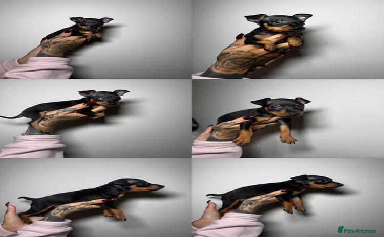 Miniature Pinscher dogs - Advert 12