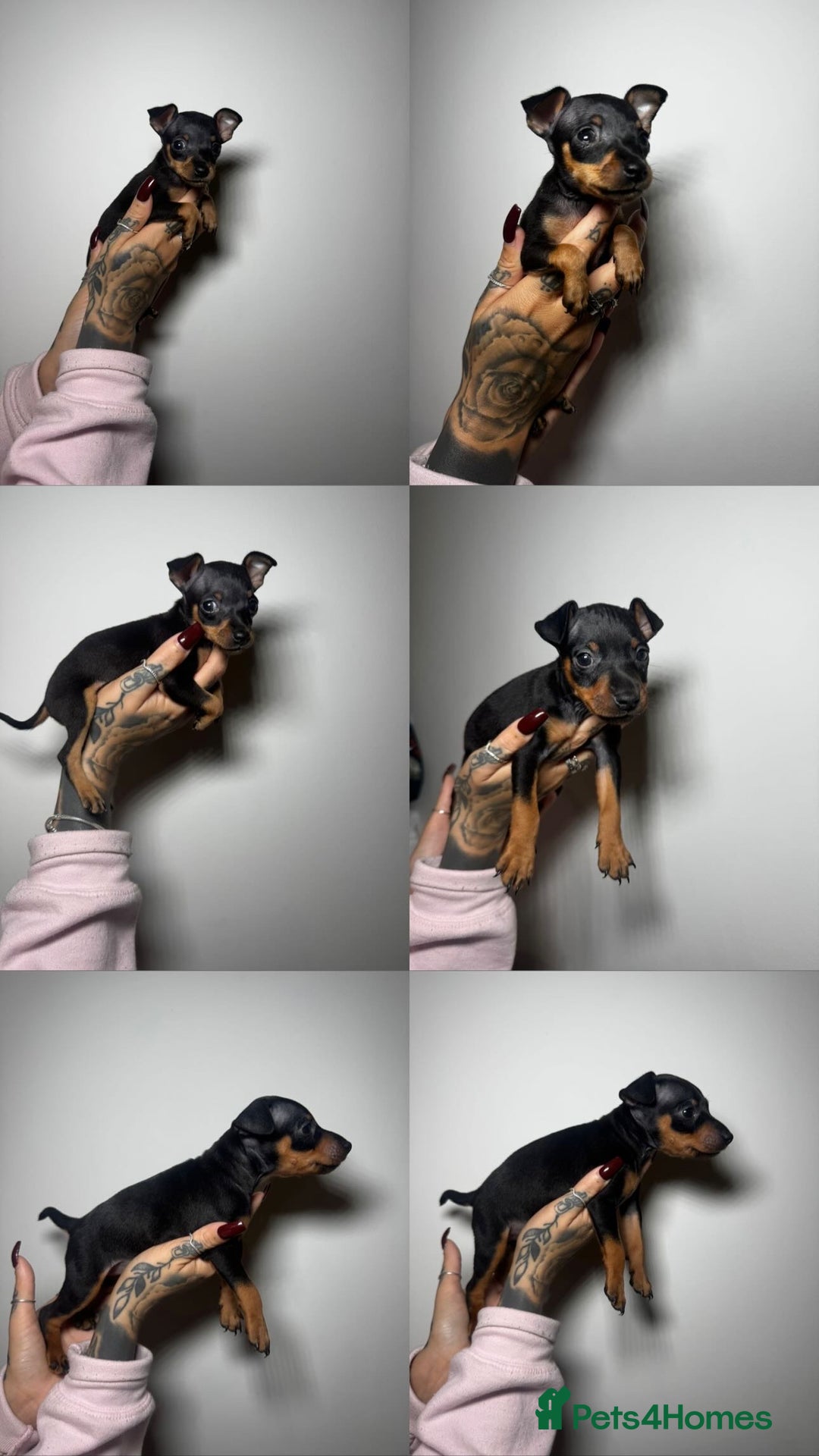 Miniature Pinscher dogs for sale: 🐾 Adorable Pocket Pincher Puppies 🐾 - Image 1