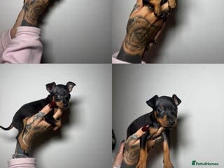 Miniature Pinscher dogs 🐾 Adorable Pocket Pincher Puppies 🐾 - Advert 3