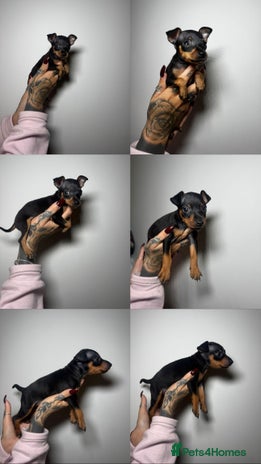 Miniature Pinscher dogs - Advert 1