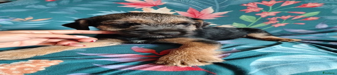 Border Terrier Puppy 1