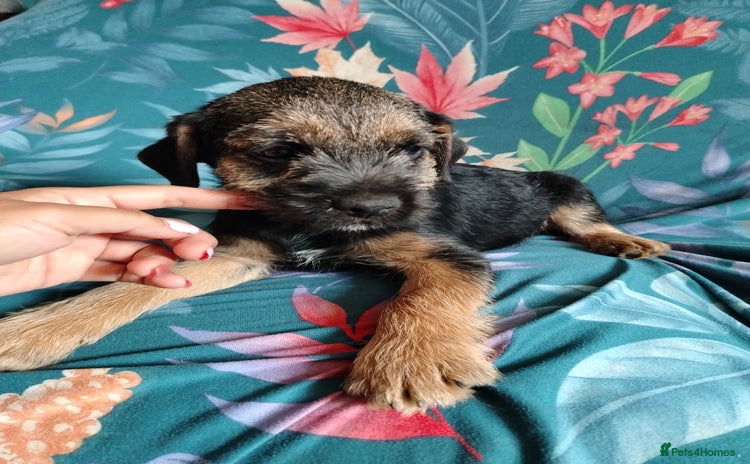 Border Terrier dogs - Advert 2