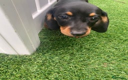 Miniature Dachshund dogs for sale: 4 adorable miniature dachshund puppies  - Image 30