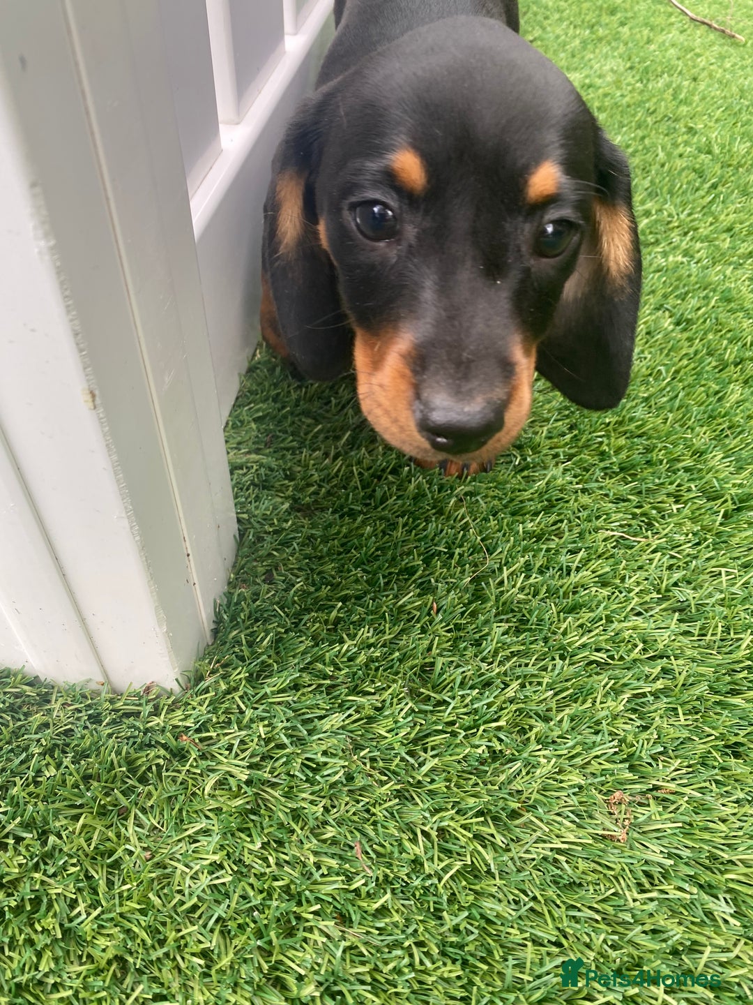 Miniature Dachshund dogs for sale: 4 adorable miniature dachshund puppies  - Image 30