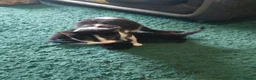 British Shorthair cats for sale: 3 black british shorthaired kittens in Wolverhampton - Advert 5