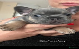 French Bulldog dogs for sale: Beautiful frenchbulldog puppies  - Image 7