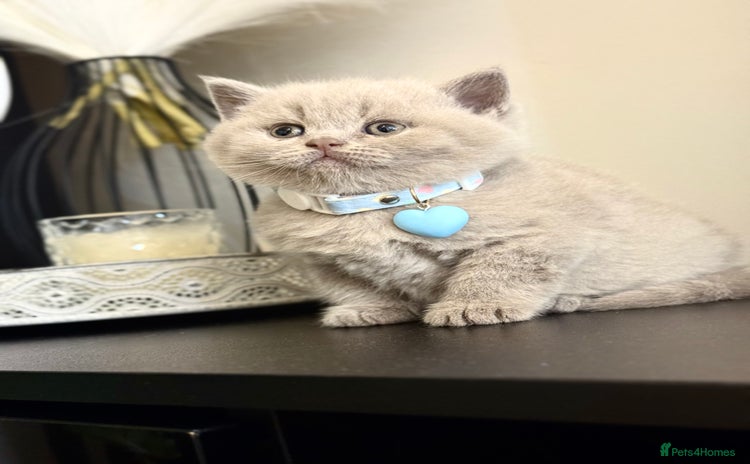 Scottish Fold cats - Advert 8