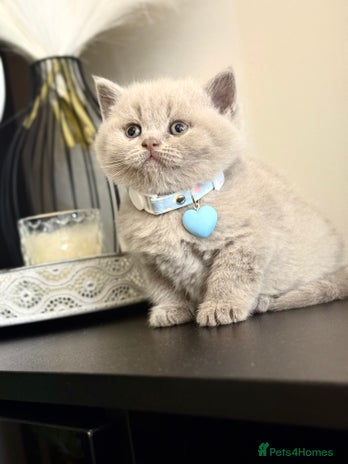 Scottish Fold cats - Advert 8